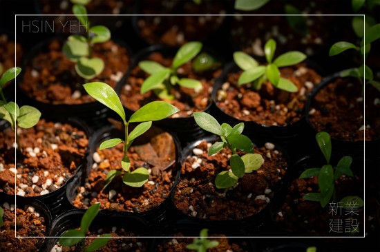 ＃臺(tái)灣山林復(fù)育協(xié)會(huì)，目的是推動(dòng)本土的生態(tài)教育，進(jìn)行自然棲地的保護(hù)，在地種源的復(fù)育，9月秋旬之日，新業(yè)攜手各部同仁，益起為大肚山的森林當(dāng)起生態(tài)志工。