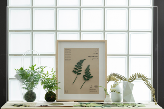 植物成紙後，經(jīng)過(guò)雙手溫度的切剪，再次以植物的型態(tài)存在於生活中，裱入框畫(huà)、插進(jìn)花瓶，擬真的紙蕨，永恆如生，恣意地妝點(diǎn)日常。