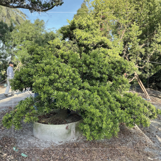 作為入口意象的『羅漢松』，四季常青、沉穩(wěn)長成，象徵幸福安康與傳承，枝幹柔韌、抗風(fēng)性強(qiáng)，可謂是造景設(shè)計的首選。