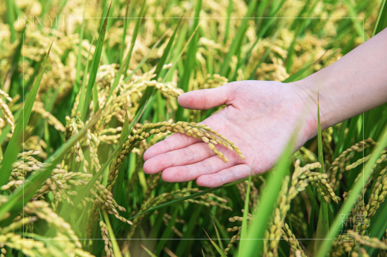 契作認(rèn)養(yǎng)15載，霧峰小農(nóng)對(duì)於自然農(nóng)法無農(nóng)藥、無化肥的堅(jiān)持，新業(yè)守護(hù)這份對(duì)土地的溫柔心意，讓善與美在這片大地持續(xù)傳遞。