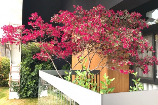 森鄰有樹(shù)初長(zhǎng)成，春神來(lái)訪大塊森鄰，在陽(yáng)臺(tái)邊為紅花繼木抹上胭脂，是一幅藏不了的自然美景。