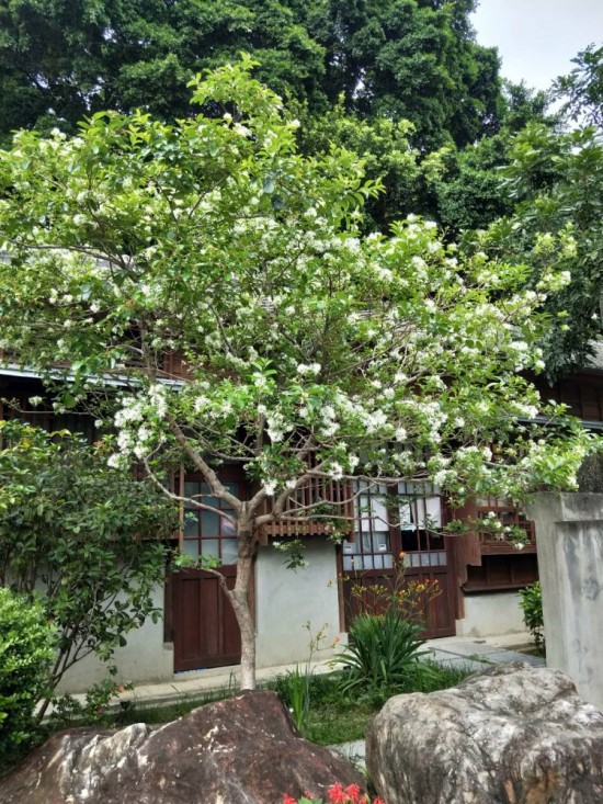 流蘇是否因懷念著誰而白了頭？文學館的一景，正盼著誰歸來？