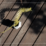 陽(yáng)光灑下，將紙蕨上分明的葉片照映在地面上，光影交織，變幻移動(dòng)，感受光影下的美麗。