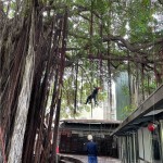 幫樹修剪也需要「望、聞、問、切」，確認(rèn)好受傷枝葉的樹幹，全副武裝攀上枝頭。