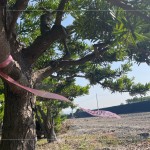 以紅色緞帶為記，牽起與新業(yè)的緣分，等待時(shí)機(jī)，在新的落腳處延續(xù)自然與人的美好記憶。