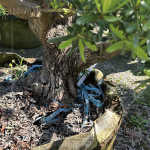 測量間距，錯落規(guī)劃樹種位置，為景觀增添視覺層次，呈現(xiàn)建築與自然交織的四季框景。