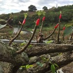 將開(kāi)而未開(kāi)的梨兒，是否像極了梨樹(shù)仰頭，謹(jǐn)以綠中帶白的嫩芽向天示好。