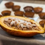 現(xiàn)場(chǎng)體驗(yàn)現(xiàn)剖可可果，裡頭新鮮的可可豆吃起來(lái)像山竹口感，帶有酸澀感，果肉厚實(shí)，是為開啟巧克力製成重要的一把鑰匙。