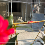 以一段金色鋼筋作為象徵性儀式，也象徵著建築主體已接近完工。