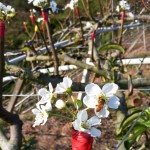 嫩芽綻出梨花後，梨花的任何動(dòng)靜，蜜蜂總是先一步知道。忙著授花粉，提高梨兒結(jié)果率，小蜜蜂不愧是小農(nóng)的好幫手！