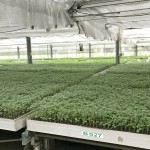 幼苗時期，給番茄最好的養(yǎng)育環(huán)境，以免受蟲擾溫室環(huán)境悉心呵護，為維持番茄的授果效率，夜晚也會啟動抽風機幫助降低溫度。