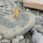 依循腦海中的畫面，選定原石後繫上記號，未來將成為社區(qū)內(nèi)的工藝亮點。