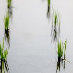 「水深苗過半，以不淹苗心為準(zhǔn)，以水護(hù)苗，以水恆溫。」講究的細(xì)節(jié)，成就未來的果實(shí)。