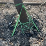 樹木的移植需經(jīng)過繁複的作業(yè)程序加上時(shí)間等待，圖中正在進(jìn)行第一階段「斷根」作業(yè)。