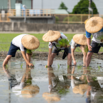 新業(yè)以實(shí)際行動(dòng)參與農(nóng)作，雙腳踏在柔軟的田裡，彎著腰將一株株秧苗種下，手把青秧插滿田，感恩腳下每一寸土地，步步講究、守候與疼惜。