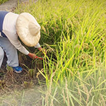 臺(tái)農(nóng)71號(hào)香米， 有著淡淡的芋頭香氣的品種