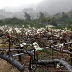 山漫著層層薄霧，山丘上點(diǎn)點(diǎn)白花悄然盛放，近看可細(xì)賞花蕊，遠(yuǎn)觀則儼然山頭被雪染白。