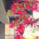 春天來(lái)了很有感，紅花繼木盡情綻放纖細(xì)的瓣兒，它的花語(yǔ)是「幸福與相伴一生」，大塊森鄰將祝福寄予此樹(shù)，願(yuàn)往後歲月靜好，讓日常沉澱出摯美與安好。