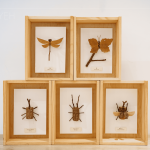 Amo老師因兒子的無心插柳，創(chuàng)造出別無以往的新穎手作課，至今的作品高達(dá)30多種，件件作品猶如工藝品般細(xì)緻完美。