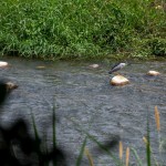 實際走覽筏子溪，環(huán)境絕對會是我們最棒的老師。及時將垃圾排除於他們的棲息處，也可以減少小動物們因廢棄物受傷的機(jī)會。