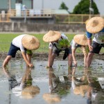 雙腳踏在柔軟的田裡，彎著腰將一株株秧苗種下，手把青秧插滿田，退步原來是向前。