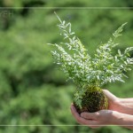 伴手禮—銀脈鳳尾蕨苔球，翠綠透徹，銀白色的葉脈如羽毛般，光線下隱隱散發(fā)銀白光芒，就像成片雪花，靜靜落在葉面上。