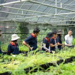 將採集到的種子，放置種子萌發(fā)室，換盆作業(yè)即是協(xié)助將種子萌發(fā)後的幼苗進(jìn)行分株換盆，有自己的家繼續(xù)茁壯長大。