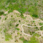 大肚山於早期時(shí)，被廣泛種植大黍草，以作為馬匹的糧草，在乾季的壓力下會(huì)大量枯萎，容易引起大火，進(jìn)而影響原生植物的生存。