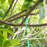 選定每棵樹種後，在樹幹繫上束帶做為紀(jì)錄，堅(jiān)持尋樹的意念，維護(hù)樹的理念，保持愛樹的初衷。