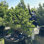 測量每棵樹的樹高及腰圍，細(xì)看樹形與葉片的茂盛程度，檢視樹種的生長狀態(tài)，選擇能與建築共老，與生活並行的風(fēng)景。