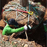 全樹(shù)冠移植與放根-宜家基地移到新業(yè)誠(chéng)家