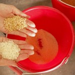 由碾米機(jī)處理過的白米一亮相，即可與尚未脫穀的稻米做出明顯區(qū)別。