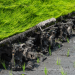 每一株都是農(nóng)民們辛苦的付出，散發(fā)著土壤、秧苗、陽光交織的香味。