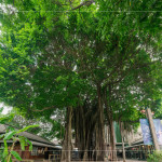 聳立在臺中文學(xué)公園的大榕樹，已有80年的歷史，樹高逾18公尺，是全市最高、最美的老榕樹，如今是文學(xué)館園區(qū)的重要地標(biāo)，靜靜見證著文學(xué)與自然共融的時(shí)光。