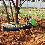 全樹(shù)冠移植與放根-宜家基地移到新業(yè)誠(chéng)家