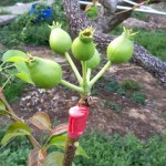 這是否看起來(lái)有點(diǎn)像「矮肥短」版的豬籠草呢？其實(shí)人家是還在幼兒的小水梨啦！跟食肉性植物不同，水梨不必等別人落入陷阱，而是奮力讓自己的料變得更飽滿充實(shí)，更具有可看性。