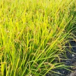 稻穗因飽滿而謙卑自己，建築也當(dāng)講究自己、禮遇他人。虛心務(wù)農(nóng)知天命，新業(yè)無違建築本心。