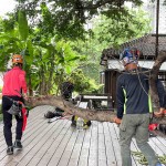 修剪工程不疾不徐的進(jìn)行，也讓大榕樹底下的日式建築，避免隨時有枝幹掉落的風(fēng)險，榕樹的成長也更能安心茁壯。