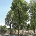 『樟樹』是常見的百年老樹，抗害力強(qiáng)、樹形挺拔優(yōu)美，是人行道與社區(qū)綠蔭中，象徵穩(wěn)定與長久的歲月風(fēng)景。