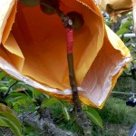 梨的養(yǎng)育與孩子的教育相當(dāng)，在幼果期，梨子還沒(méi)有能力承擔(dān)外在風(fēng)吹雨打，就需要一層保護(hù)避開(kāi)農(nóng)藥及任何汙染物，也因此，農(nóng)民阿君每年收成的水梨送交農(nóng)試所檢驗(yàn)，報(bào)告都是農(nóng)藥零檢出，連皮帶果肉都可放心吃！