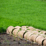 一捲捲的秧苗捲，為了方便搬運(yùn)不壓壞秧苗，層層疊疊，也方便後續(xù)秧苗機(jī)的使用。