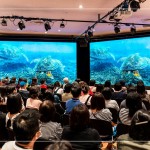 洋流裡飛翔的綠蠵龜，在小琉球藍(lán)色的光影下張大翅膀恣意翱翔，穿梭於島礁之間，展現(xiàn)海龜?shù)纳?，以及其他豐富多樣的海底生態(tài)畫面。