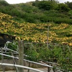 如果說(shuō)梨花海是低調(diào)安靜，那麼梨子套袋後滿山滿谷黃澄澄的畫(huà)面，看起來(lái)則如質(zhì)樸中帶點(diǎn)不容忽視的貴氣性格。