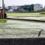 望眼過去，綠油油一片片的秧苗，每一株都是農(nóng)民們辛苦的付出，散發(fā)著土壤、秧苗、陽光交織的香味，也是小夜鷺日常生活的棲地。