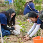 種下榕屬植物，富含水份及乳汁、枝葉茂密、遮陰度高，可抑制大黍草生長(zhǎng)，防火林帶不僅兼顧山坡地的防火，更可恢復(fù)生物多樣性及森林植群。