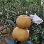 「吾家有梨初長(zhǎng)成」！卸下袋裝的它，碩大的體型看來(lái)相當(dāng)顯眼，難怪被農(nóng)家一眼相中：就決定是你們了，我將帶你們到每一位值得接受祝福的人手中。