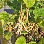 待紅豆莢成熟，農(nóng)民才可一一採收，撥開豆莢挑選出飽滿漂亮的豆籽。