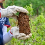 將樹(shù)苗種至植穴前，先將土球盤(pán)根的部分舒展開(kāi)，以利樹(shù)苗種植後的根系發(fā)展。