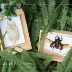 體驗(yàn)活動(dòng)—手作植物昆蟲，透過不同的自然素材，搭配敏銳觀察力，著手製作獨(dú)一無二的專屬工藝品。