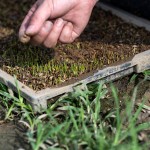 『小小的秧苗寶寶』，夏天需要蓋網(wǎng)子防止曬傷，冬天需要蓋不織布被子防止凍傷，並防止蟲害，是農(nóng)民們寶貝的囡仔，悉心的呵護(hù)著。